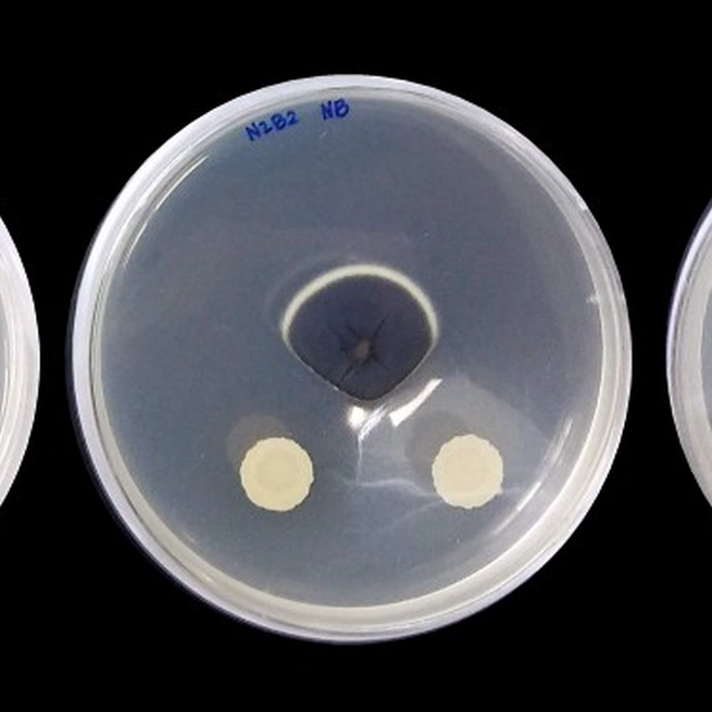 Bacillus amyloliquefaciens, a Narra (Pterocarpus indicus) leaf endophyte, possesses antifungal activity against phytopathogenic fungi due to laminarinase activity and production of antimicrobial compounds