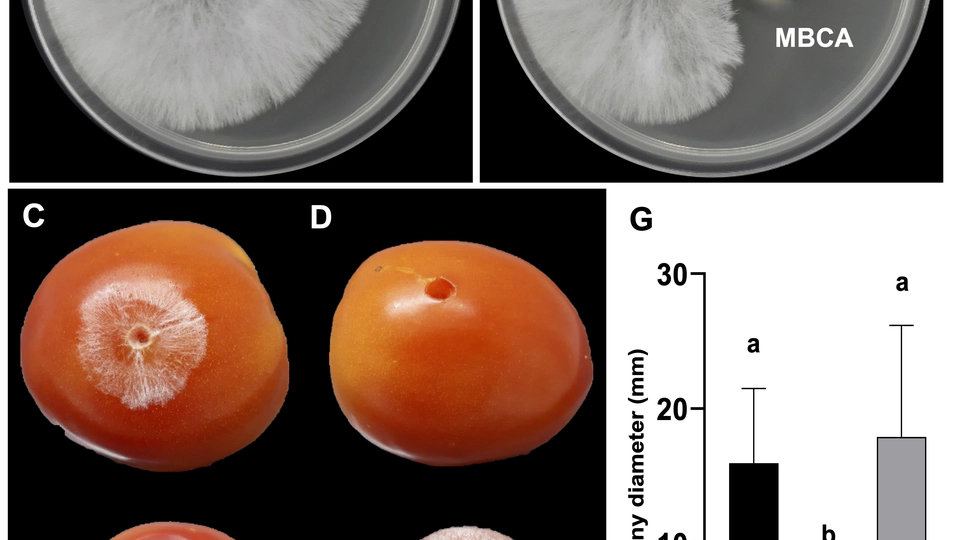 Bacillus amyloliquefaciens N2B2 and its potential for co-cultivation with chitinolytic bacteria to control the growth of Agroathelia rolfsii and other fungal pathogens of tomatoes (Solanum lycopersicum L.)