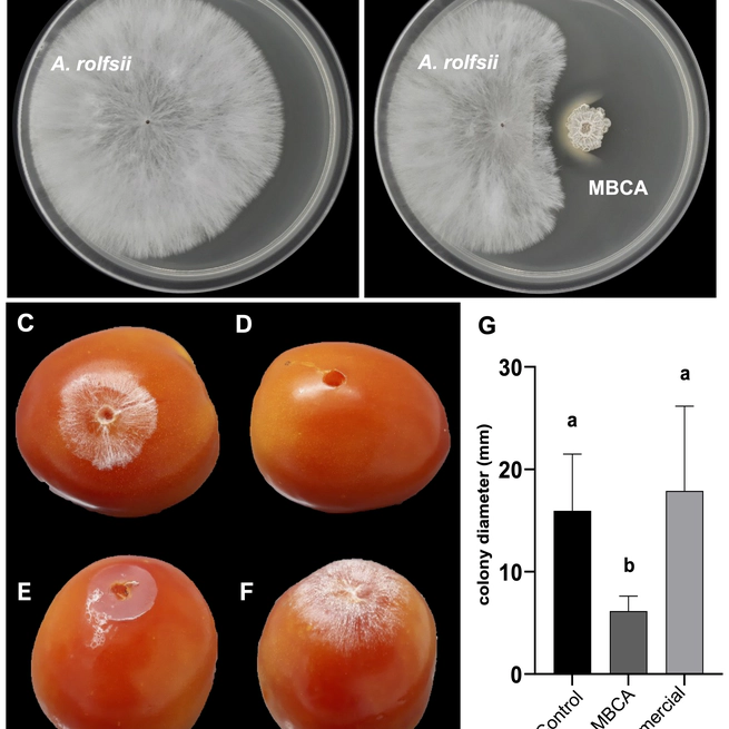 Bacillus amyloliquefaciens N2B2 and its potential for co-cultivation with chitinolytic bacteria to control the growth of Agroathelia rolfsii and other fungal pathogens of tomatoes (Solanum lycopersicum L.)